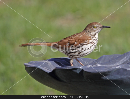 To use this stock image in your creative project, please select the size you need over to the right and click the "Add to Cart" button.
Your downloaded image will come with the Cutcaster watermark removed so don’t worry about the watermark you see on this page. Standing Brown Thrasher stock photo, A Brown Thrasher (Toxostoma rufum) sitting on bird bath.
by Chris Hill