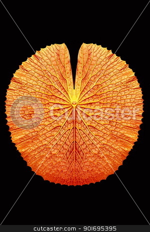 To use this stock image in your creative project, please select the size you need over to the right and click the "Add to Cart" button.
Your downloaded image will come with the Cutcaster watermark removed so don’t worry about the watermark you see on this page. texture of Victoria lotus leaf stock photo, texture of Victoria lotus leaf by photomyheart