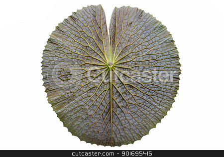 To use this stock image in your creative project, please select the size you need over to the right and click the "Add to Cart" button.
Your downloaded image will come with the Cutcaster watermark removed so don’t worry about the watermark you see on this page. texture of Victoria lotus leaf stock photo, texture of Victoria lotus leaf by photomyheart