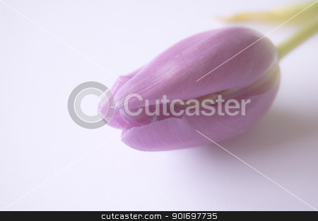 To use this stock image in your creative project, please select the size you need over to the right and click the "Add to Cart" button.
Your downloaded image will come with the Cutcaster watermark removed so don’t worry about the watermark you see on this page. tulip stock photo, Spring flowers: tulips by Vanessa GF