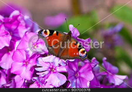 To use this stock image in your creative project, please select the size you need over to the right and click the "Add to Cart" button.
Your downloaded image will come with the Cutcaster watermark removed so don’t worry about the watermark you see on this page. Peacock Butterfly stock photo, This image shows a macro from a peacock butterfly by kirschner