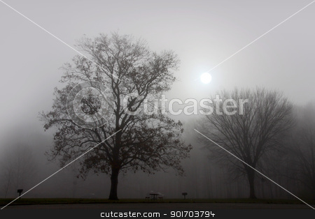 To use this stock image in your creative project, please select the size you need over to the right and click the "Add to Cart" button.
Your downloaded image will come with the Cutcaster watermark removed so don’t worry about the watermark you see on this page. Landscape of fog stock photo, Trees in early morning fog by Sreedhar Yedlapati