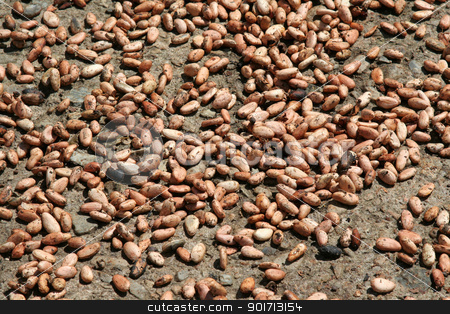 To use this stock image in your creative project, please select the size you need over to the right and click the "Add to Cart" button.
Your downloaded image will come with the Cutcaster watermark removed so don’t worry about the watermark you see on this page. Close-up of Cocoa Beans stock photo, Lots of raw cocoa beans drying in the sun.
by Chris Hill