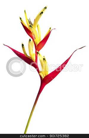To use this stock image in your creative project, please select the size you need over to the right and click the "Add to Cart" button.
Your downloaded image will come with the Cutcaster watermark removed so don’t worry about the watermark you see on this page. Bird of Paradise stock photo, A Bird of Paradise flower isolated on a white background. by szefei