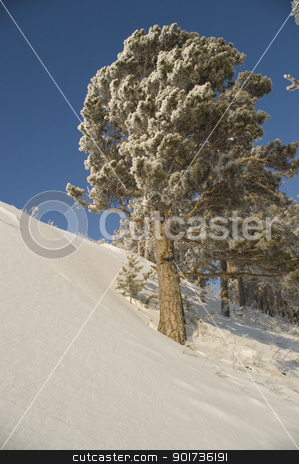 To use this stock image in your creative project, please select the size you need over to the right and click the "Add to Cart" button.
Your downloaded image will come with the Cutcaster watermark removed so don’t worry about the watermark you see on this page. Snowy winter tree. stock photo, Slope of a mountain. A tree in snow on a background of the light-blue sky. by Yury Ponomarev