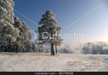To use this stock image in your creative project, please select the size you need over to the right and click the "Add to Cart" button.
Your downloaded image will come with the Cutcaster watermark removed so don’t worry about the watermark you see on this page. Winter scene stock photo, Winter landscape. A fog. Trees in snow. by Yury Ponomarev