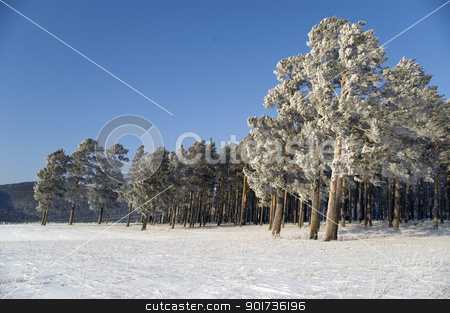 To use this stock image in your creative project, please select the size you need over to the right and click the "Add to Cart" button.
Your downloaded image will come with the Cutcaster watermark removed so don’t worry about the watermark you see on this page. Winter landscape stock photo, Slope of a mountain. A tree in snow on a background of the light-blue sky. by Yury Ponomarev