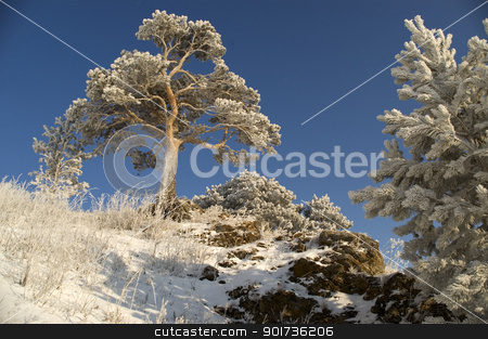 To use this stock image in your creative project, please select the size you need over to the right and click the "Add to Cart" button.
Your downloaded image will come with the Cutcaster watermark removed so don’t worry about the watermark you see on this page. Snowy winter tree. stock photo, On a background of the light-blue sky a lonely tree in snow. by Yury Ponomarev