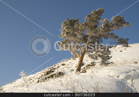 To use this stock image in your creative project, please select the size you need over to the right and click the "Add to Cart" button.
Your downloaded image will come with the Cutcaster watermark removed so don’t worry about the watermark you see on this page. Snowy winter tree. stock photo, A lonely tree in snow on a rock. by Yury Ponomarev