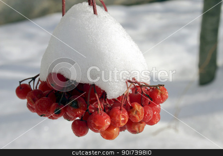 To use this stock image in your creative project, please select the size you need over to the right and click the "Add to Cart" button.
Your downloaded image will come with the Cutcaster watermark removed so don’t worry about the watermark you see on this page. Winter berry stock photo, Red berries of a mountain ash in snow. by Yury Ponomarev