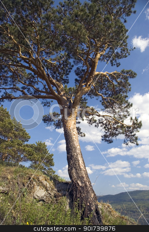 To use this stock image in your creative project, please select the size you need over to the right and click the "Add to Cart" button.
Your downloaded image will come with the Cutcaster watermark removed so don’t worry about the watermark you see on this page. Summer landscape. stock photo, Pine on a background of the light-blue sky. by Yury Ponomarev