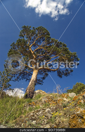 To use this stock image in your creative project, please select the size you need over to the right and click the "Add to Cart" button.
Your downloaded image will come with the Cutcaster watermark removed so don’t worry about the watermark you see on this page. Blue sky and green tree. stock photo, Pine on a background of the light-blue sky. by Yury Ponomarev