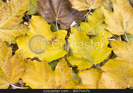 To use this stock image in your creative project, please select the size you need over to the right and click the "Add to Cart" button.
Your downloaded image will come with the Cutcaster watermark removed so don’t worry about the watermark you see on this page. Autumn leafs. stock photo, Colorful leaves collection. by Yury Ponomarev