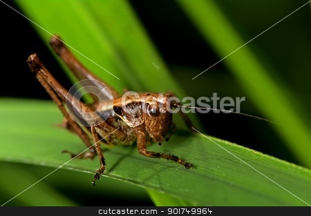 To use this stock image in your creative project, please select the size you need over to the right and click the "Add to Cart" button.
Your downloaded image will come with the Cutcaster watermark removed so don’t worry about the watermark you see on this page. Katydid stock photo, Katydid on a leaf a summer day in Bucamante by baggiovara