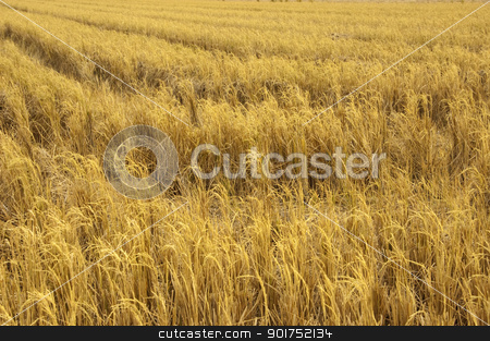 To use this stock image in your creative project, please select the size you need over to the right and click the "Add to Cart" button.
Your downloaded image will come with the Cutcaster watermark removed so don’t worry about the watermark you see on this page. Harvesting. stock photo, View of dried paddy rice field after harvesting. by szefei