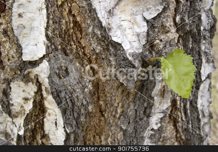 To use this stock image in your creative project, please select the size you need over to the right and click the "Add to Cart" button.
Your downloaded image will come with the Cutcaster watermark removed so don’t worry about the watermark you see on this page. Green sheet. stock photo, Small green sheet on a trunk of the large tree. by Yury Ponomarev