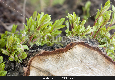To use this stock image in your creative project, please select the size you need over to the right and click the "Add to Cart" button.
Your downloaded image will come with the Cutcaster watermark removed so don’t worry about the watermark you see on this page. Green sheets. stock photo, Stump of the cut tree. Green sheets. by Yury Ponomarev