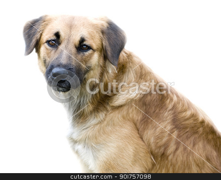 To use this stock image in your creative project, please select the size you need over to the right and click the "Add to Cart" button.
Your downloaded image will come with the Cutcaster watermark removed so don’t worry about the watermark you see on this page. sad dog stock photo, Portrait of a sad dog by szefei