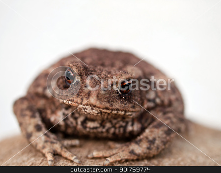 To use this stock image in your creative project, please select the size you need over to the right and click the "Add to Cart" button.
Your downloaded image will come with the Cutcaster watermark removed so don’t worry about the watermark you see on this page. brown toad stock photo, little brown toad relaxing after hard day by burnel11