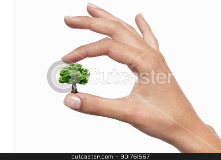 To use this stock image in your creative project, please select the size you need over to the right and click the "Add to Cart" button.
Your downloaded image will come with the Cutcaster watermark removed so don’t worry about the watermark you see on this page. Hands and tree stock photo, Green tree in the fingers on the white background by Diana