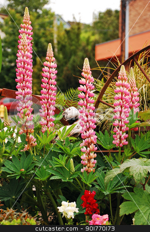 To use this stock image in your creative project, please select the size you need over to the right and click the "Add to Cart" button.
Your downloaded image will come with the Cutcaster watermark removed so don’t worry about the watermark you see on this page. Pink lupins stock photo, Pink lupin flowers in spring by perlphoto