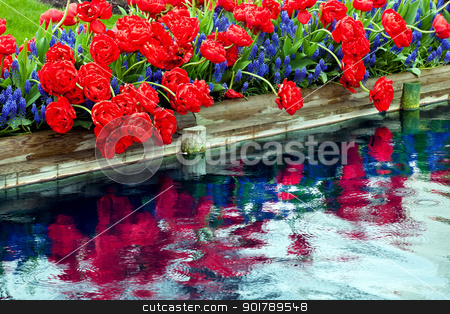 To use this stock image in your creative project, please select the size you need over to the right and click the "Add to Cart" button.
Your downloaded image will come with the Cutcaster watermark removed so don’t worry about the watermark you see on this page. Red Tulips Blue Grape Hyacinty Reflection Skagit Valley Washingt stock photo, Red Tulips Blue Grape Hyacinths Muscari Flowers Reflection Skagit Valley Farm Washington State Pacific Northwest by William Perry