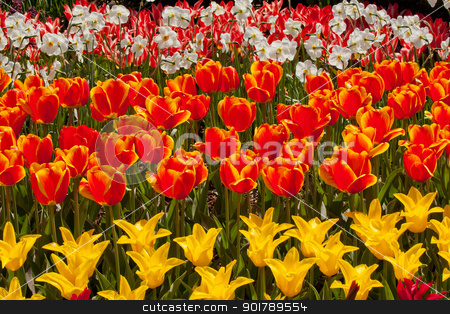 To use this stock image in your creative project, please select the size you need over to the right and click the "Add to Cart" button.
Your downloaded image will come with the Cutcaster watermark removed so don’t worry about the watermark you see on this page. Red Yellow Tulips Flowers Skagit Valley Washington State stock photo, Red Yellow Tulips Flowers Skagit Valley Farm Washington State Pacific Northwest by William Perry