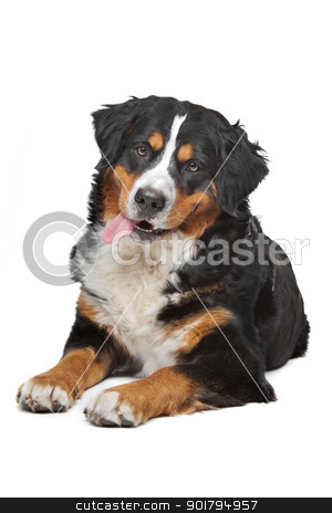 To use this stock image in your creative project, please select the size you need over to the right and click the "Add to Cart" button.
Your downloaded image will come with the Cutcaster watermark removed so don’t worry about the watermark you see on this page. Bernese Mountain Dog stock photo, Bernese Mountain Dog in front of a white background by Erik Lam