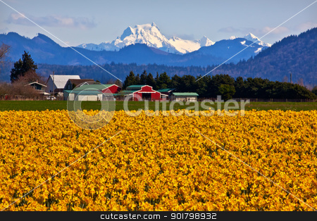 To use this stock image in your creative project, please select the size you need over to the right and click the "Add to Cart" button.
Your downloaded image will come with the Cutcaster watermark removed so don’t worry about the watermark you see on this page. Mount Shuksan Skagit Valley Yellow Daffodils Flowers Washington stock photo, Mount Shuksan Red Farm Builiding Yellow Daffodils Flowers Snow Mountain Skagit Valley Washington State Pacific Northwest by William Perry
