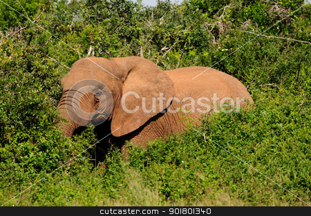 To use this stock image in your creative project, please select the size you need over to the right and click the "Add to Cart" button.
Your downloaded image will come with the Cutcaster watermark removed so don’t worry about the watermark you see on this page. Elephant, Addo Elephant National park, South Africa stock photo, Elephant in the Addo Elephant National Park, South Africa by Grobler du Preez