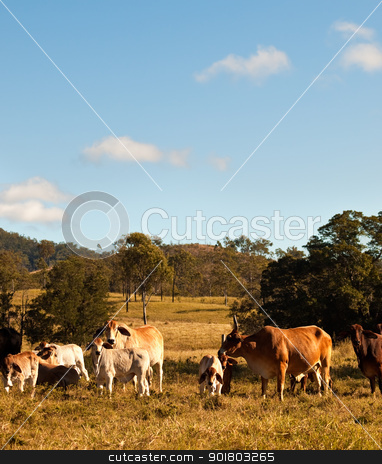 To use this stock image in your creative project, please select the size you need over to the right and click the "Add to Cart" button.
Your downloaded image will come with the Cutcaster watermark removed so don’t worry about the watermark you see on this page. Australian Beef Cattle stock photo, Australian Beef Cattle with calves in rural Queensland by sherjaca