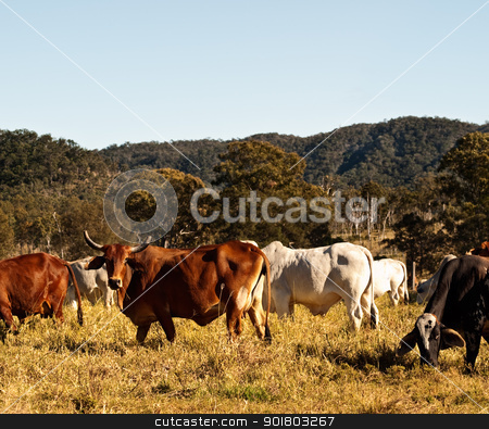 To use this stock image in your creative project, please select the size you need over to the right and click the "Add to Cart" button.
Your downloaded image will come with the Cutcaster watermark removed so don’t worry about the watermark you see on this page. Horned Cow in Cattle Country Australia stock photo, Horned Cow in Cattle Pasture Country in Australia by sherjaca