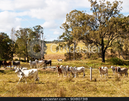 To use this stock image in your creative project, please select the size you need over to the right and click the "Add to Cart" button.
Your downloaded image will come with the Cutcaster watermark removed so don’t worry about the watermark you see on this page. Beef cattle stock photo, australian beef cattle cows near a dam by sherjaca
