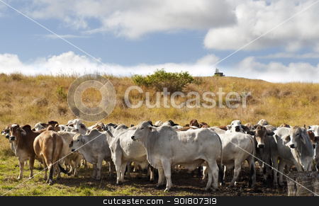 To use this stock image in your creative project, please select the size you need over to the right and click the "Add to Cart" button.
Your downloaded image will come with the Cutcaster watermark removed so don’t worry about the watermark you see on this page. Herd of brahman beef cattle cows stock photo, Herd of brahman beef cattle cows in rural Queensland by sherjaca