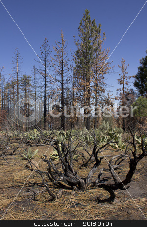 To use this stock image in your creative project, please select the size you need over to the right and click the "Add to Cart" button.
Your downloaded image will come with the Cutcaster watermark removed so don’t worry about the watermark you see on this page. Burnt hillside with blue skies stock photo, after math of a forest fire in the high sierras. by Jeremy Baumann