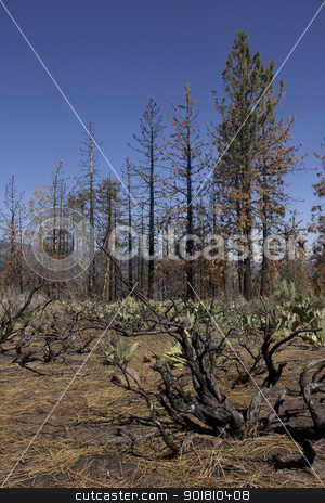 To use this stock image in your creative project, please select the size you need over to the right and click the "Add to Cart" button.
Your downloaded image will come with the Cutcaster watermark removed so don’t worry about the watermark you see on this page. Burnt hillside with blue skies stock photo, after math of a forest fire in the high sierras. by Jeremy Baumann