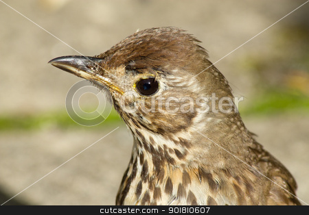 To use this stock image in your creative project, please select the size you need over to the right and click the "Add to Cart" button.
Your downloaded image will come with the Cutcaster watermark removed so don’t worry about the watermark you see on this page. Young British Song Thrush (Turdus philomelos) close up. stock photo, Young British Song Thrush bird (Turdus philomelos) close up. by Stephen Rees