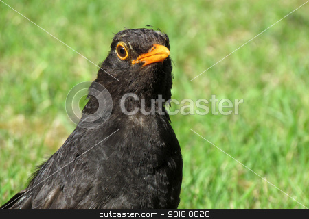 To use this stock image in your creative project, please select the size you need over to the right and click the "Add to Cart" button.
Your downloaded image will come with the Cutcaster watermark removed so don’t worry about the watermark you see on this page. Close up of a British blackbird on a grass lawn stock photo, Close up of a scruffy British blackbird on a grass lawn. by Stephen Rees