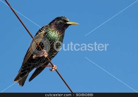 To use this stock image in your creative project, please select the size you need over to the right and click the "Add to Cart" button.
Your downloaded image will come with the Cutcaster watermark removed so don’t worry about the watermark you see on this page. A starling bird perched on a wire. stock photo, A starling bird perched on a wire. by Stephen Rees