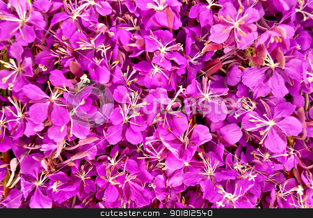 To use this stock image in your creative project, please select the size you need over to the right and click the "Add to Cart" button.
Your downloaded image will come with the Cutcaster watermark removed so don’t worry about the watermark you see on this page. The texture of the fireweed stock photo, The texture of the flowers of pink fireweed by rezkrr