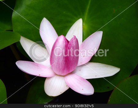 To use this stock image in your creative project, please select the size you need over to the right and click the "Add to Cart" button.
Your downloaded image will come with the Cutcaster watermark removed so don’t worry about the watermark you see on this page. Pink water lily stock photo, Pink water lily is blooming by jakgree