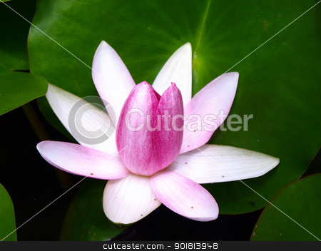 To use this stock image in your creative project, please select the size you need over to the right and click the "Add to Cart" button.
Your downloaded image will come with the Cutcaster watermark removed so don’t worry about the watermark you see on this page. Pink water lily stock photo, Pink water lily is blooming by jakgree