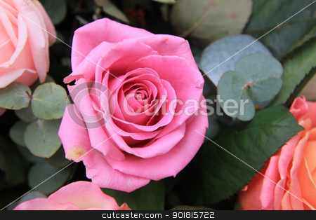 To use this stock image in your creative project, please select the size you need over to the right and click the "Add to Cart" button.
Your downloaded image will come with the Cutcaster watermark removed so don’t worry about the watermark you see on this page. pink rose close up stock photo, Big pink rose, part of mixed floral rose arrangement by Porto Sabbia