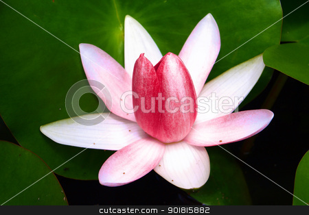 To use this stock image in your creative project, please select the size you need over to the right and click the "Add to Cart" button.
Your downloaded image will come with the Cutcaster watermark removed so don’t worry about the watermark you see on this page. Red water lily stock photo, Red water lily is blooming by jakgree