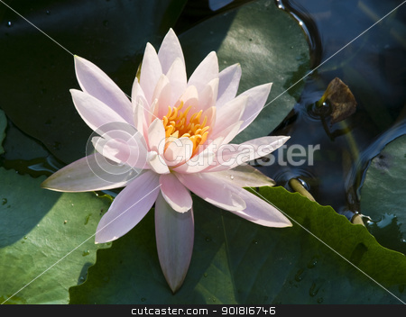 To use this stock image in your creative project, please select the size you need over to the right and click the "Add to Cart" button.
Your downloaded image will come with the Cutcaster watermark removed so don’t worry about the watermark you see on this page. Pink water lily is blooming stock photo, Pink water lily is blooming by jakgree