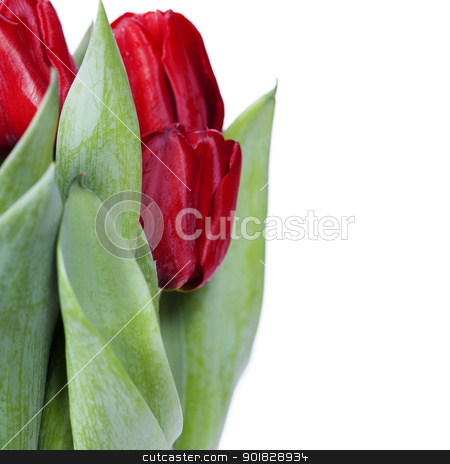 To use this stock image in your creative project, please select the size you need over to the right and click the "Add to Cart" button.
Your downloaded image will come with the Cutcaster watermark removed so don’t worry about the watermark you see on this page. red tulips stock photo, fresh red tulips on white background by klenova