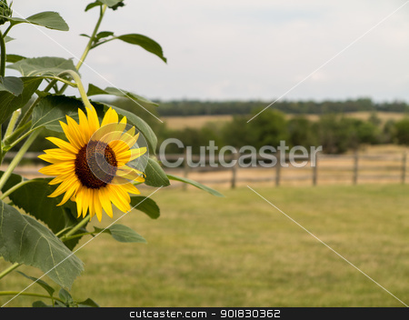 To use this stock image in your creative project, please select the size you need over to the right and click the "Add to Cart" button.
Your downloaded image will come with the Cutcaster watermark removed so don’t worry about the watermark you see on this page. Single sunflower with fence and meadow in background stock photo, Close up of sun flower with a rural scene with meadows and fence in background by Steven Heap