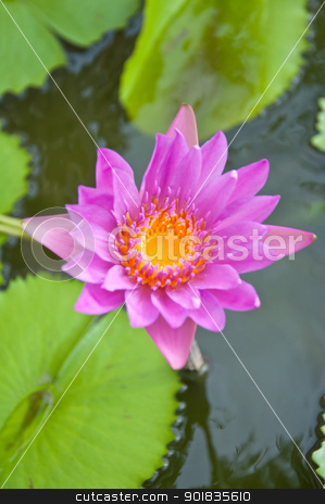 To use this stock image in your creative project, please select the size you need over to the right and click the "Add to Cart" button.
Your downloaded image will come with the Cutcaster watermark removed so don’t worry about the watermark you see on this page. Violet lotus stock photo, violet lotus in the garden by Charoen Dokkularb