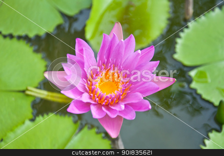 To use this stock image in your creative project, please select the size you need over to the right and click the "Add to Cart" button.
Your downloaded image will come with the Cutcaster watermark removed so don’t worry about the watermark you see on this page. Violet lotus stock photo, violet lotus in the garden by Charoen Dokkularb