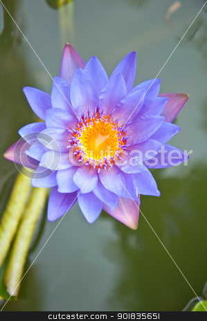 To use this stock image in your creative project, please select the size you need over to the right and click the "Add to Cart" button.
Your downloaded image will come with the Cutcaster watermark removed so don’t worry about the watermark you see on this page. Violet lotus stock photo, violet lotus in the garden by Charoen Dokkularb